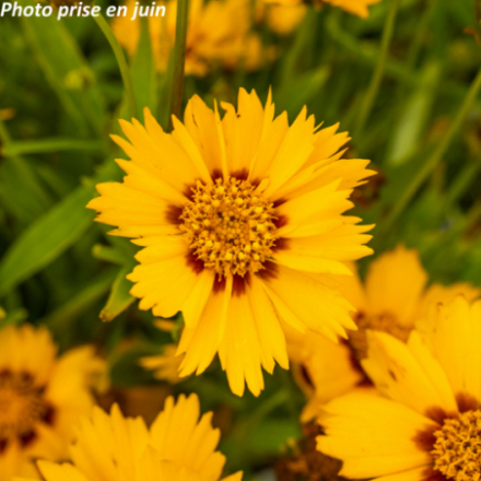 Coreopsis grandiflora 'Sonnenkind'