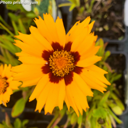 Coreopsis grandiflora 'Sunfire'
