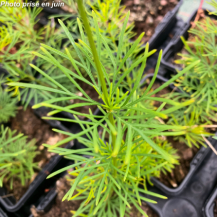Coreopsis verticillata 'Zagreb'