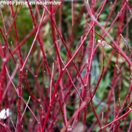 Cornus alba 'Aurea'