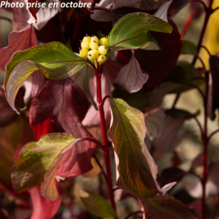 Cornus alba 'Baton Rouge'