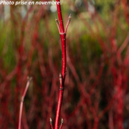 Cornus alba 'Elegantissima'