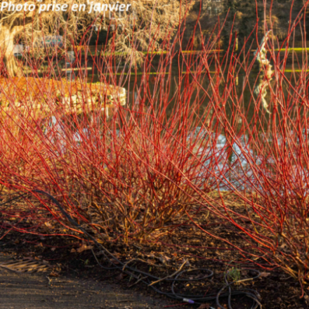 Cornus alba 'Sibirica'