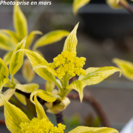 Cornus controversa 'Variegata'