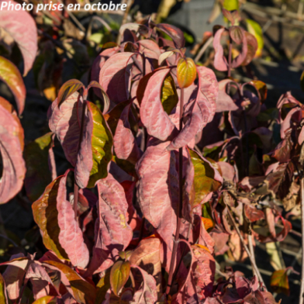 Cornus florida