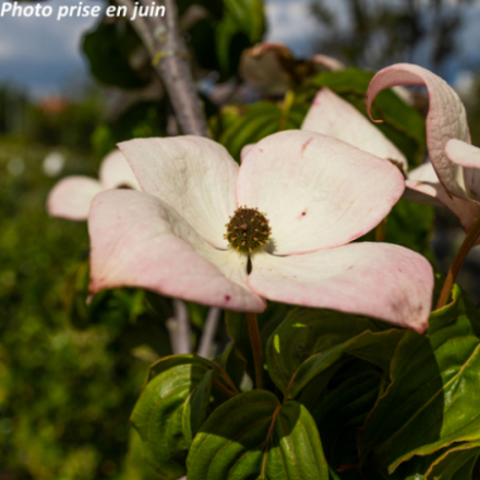 Cornus kousa 'Satomi'
