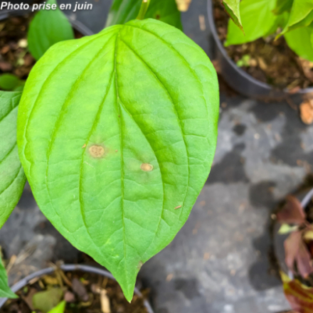 Cornus sanguinea