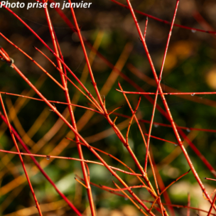 Cornus sanguinea ' Anny's Winter Orange'