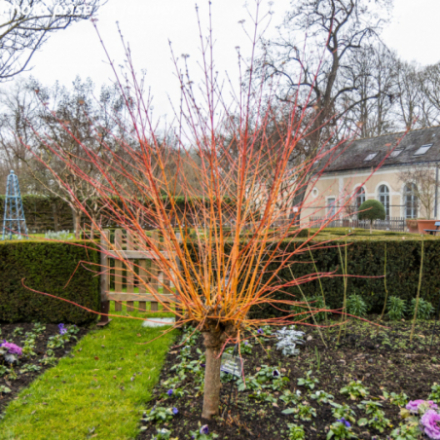 Cornus sanguinea 'Midwinter Fire'