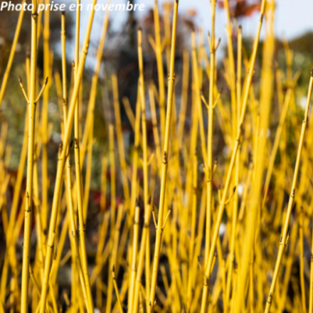 Cornus stolonifera 'Flaviramea'