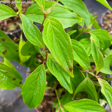 Cornus stolonifera 'Kelsey'