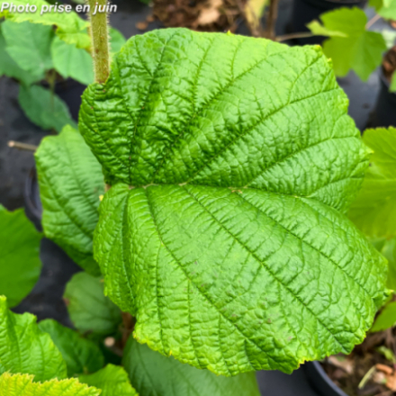 Corylus avellana 'Merveille De Bollwiller' - Noisetier