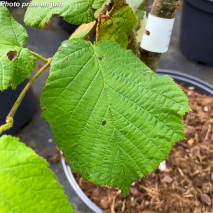 Corylus avellana 'Segorbe' - Noisetier