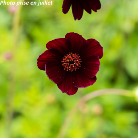 Cosmos atrosanguineus