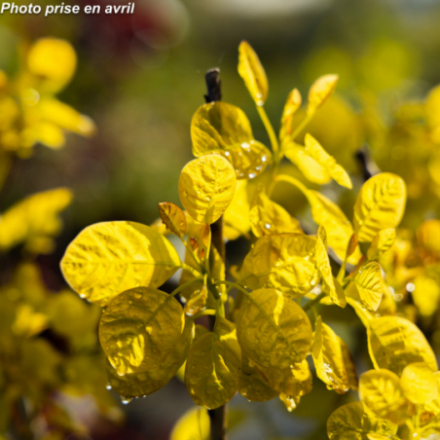 Cotinus coggygria 'Golden Lady'
