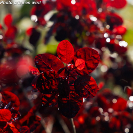 Cotinus coggygria 'Lilla'