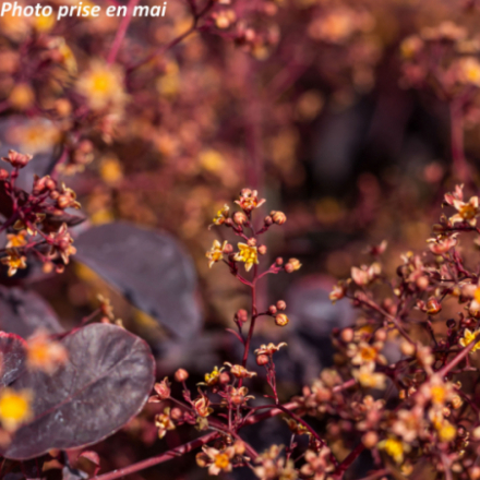 Cotinus coggygria 'Royal Purple'