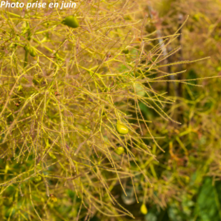 Cotinus coggygria 'Young Lady' cov