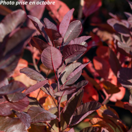 Cotinus x dummeri Grâce'