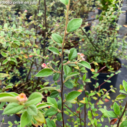 Cotoneaster franchetii