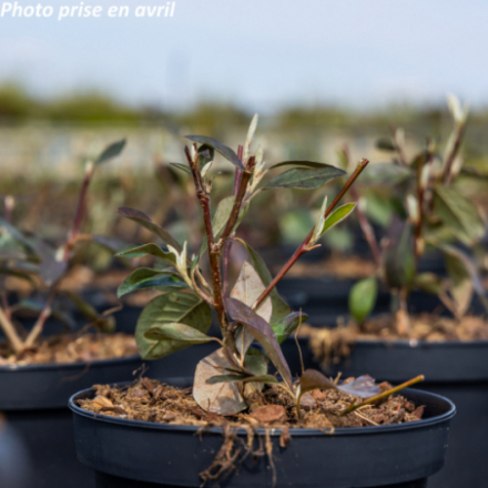 Cotoneaster glaucophyllus