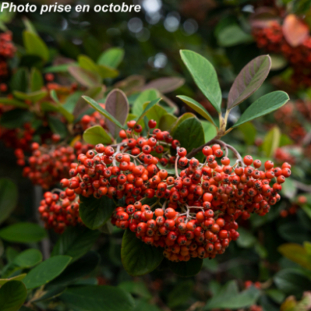 Cotoneaster lacteus -...