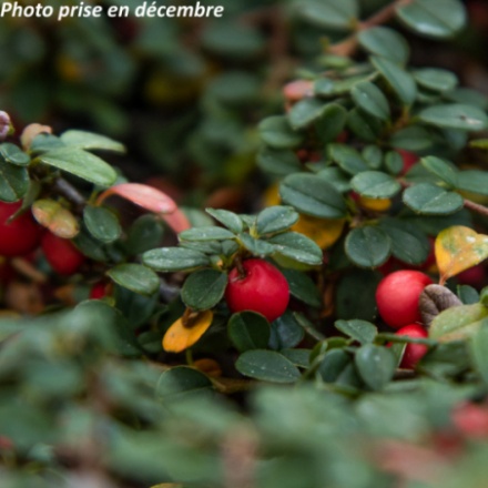 Cotoneaster microphyllus 'Streib's Findling'