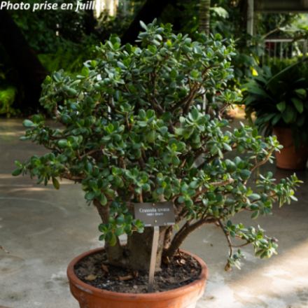 Crassula ovata - Arbre De Jade