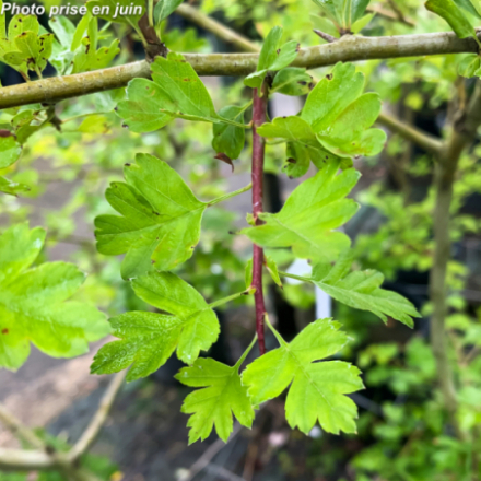 Crataegus laevigata 'Paul's Scarlett'