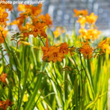 Crocosmia 'Lucifer'