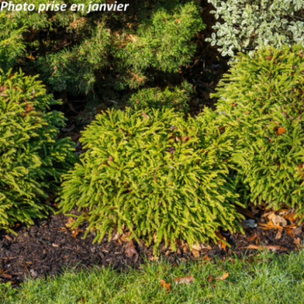 Cryptomeria japonica...