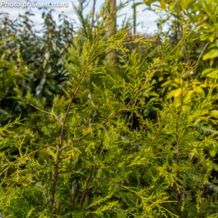 Cupressocyparis leylandii 'Castlewellan Gold'