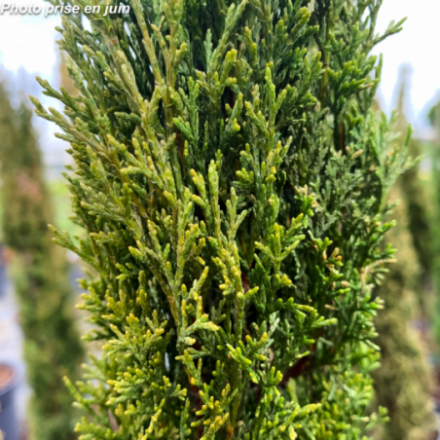 Cupressus sempervirens 'Totem' - Cyprès