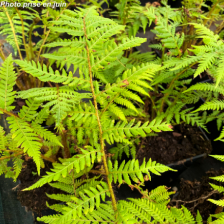 Cyathea cooperi