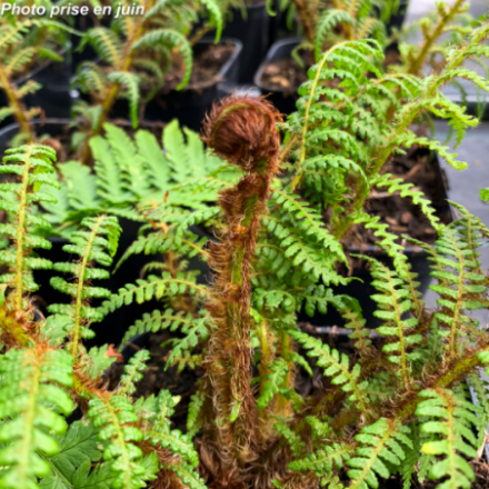 Cyathea tomentosissima - Fougère de Nouvelle-Guinée