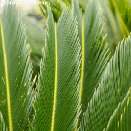 Cycas revoluta - Palmier