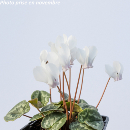 Cyclamen hederifolium 'Ivy Ice Pure White'
