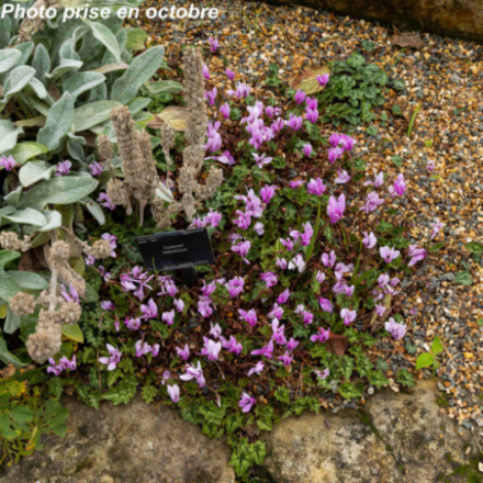 Cyclamen vulgaris 'Hederifolium'