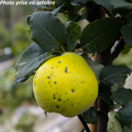 Cydonia oblonga 'Portugal' - Cognassier