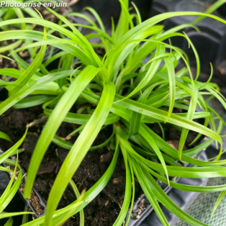 Cyperus involucrata 'Zumula'