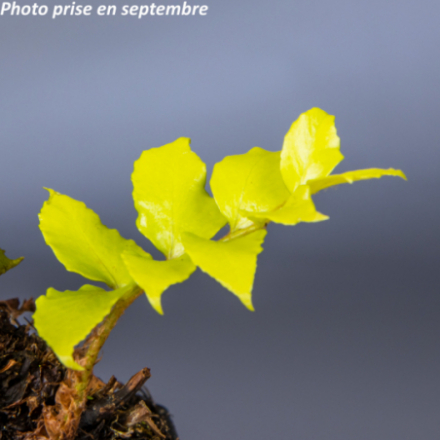 Cyrtomium falcatum