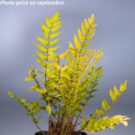 Cyrtomium fortunei