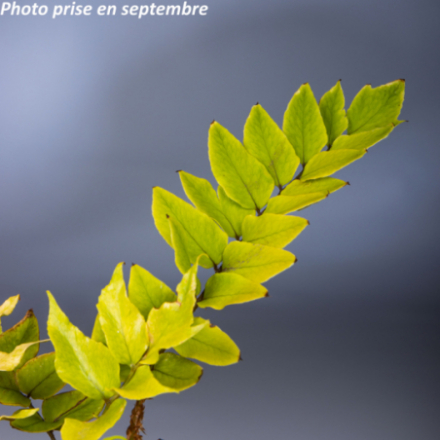 Cyrtomium macrophyllum