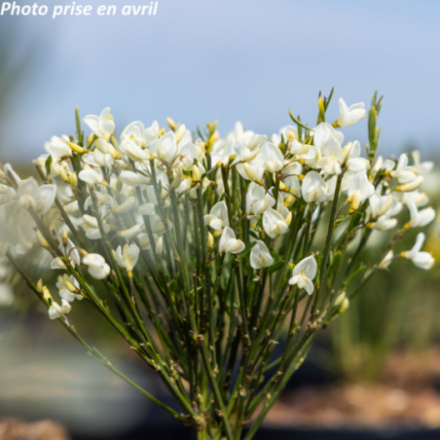 Cytisus praecox 'Albus'