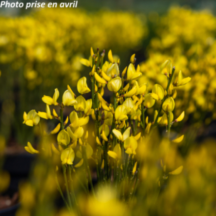 Cytisus praecox 'AllGold'