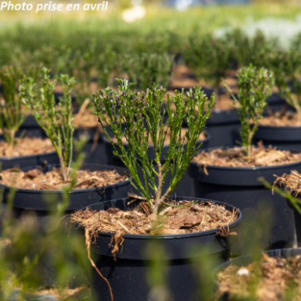 Cytisus scoparius 'Burkwoodii'