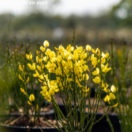 Cytisus scoparius 'Lena'