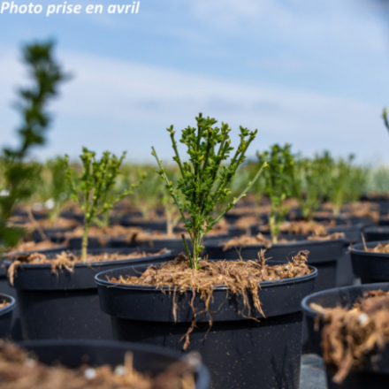 Cytisus scoparius 'Luna'