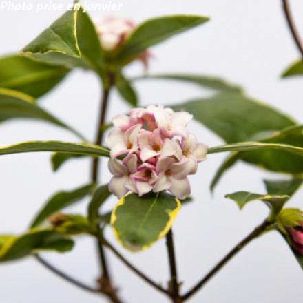 Daphne odora 'Aureomarginata'
