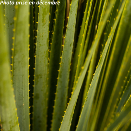 Dasylirion serratifolium